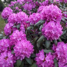 Rhododendren, Azaleen, Obst, Hecken, Sträucher, Bäume