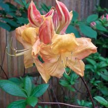 Rhododendren, Azaleen, Obst, Hecken, Sträucher, Bäume