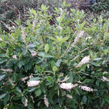 Rhododendren, Azaleen, Obst, Hecken, Sträucher, Bäume