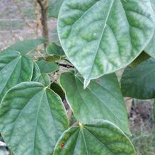 Rhododendren, Azaleen, Obst, Hecken, Sträucher, Bäume