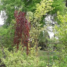 Rhododendren, Azaleen, Obst, Hecken, Sträucher, Bäume