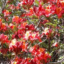 Rhododendren, Azaleen, Obst, Hecken, Sträucher, Bäume