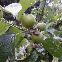 Rhododendren, Azaleen, Obst, Hecken, Sträucher, Bäume