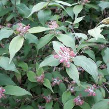 Rhododendren, Azaleen, Obst, Hecken, Sträucher, Bäume