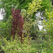 Rhododendren, Azaleen, Obst, Hecken, Sträucher, Bäume