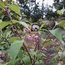 Rhododendren, Azaleen, Obst, Hecken, Sträucher, Bäume