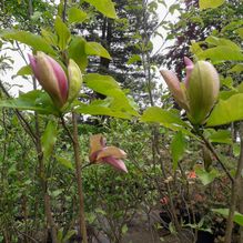 Rhododendren, Azaleen, Obst, Hecken, Sträucher, Bäume