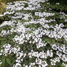 Rhododendren, Azaleen, Obst, Hecken, Sträucher, Bäume