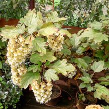 Rhododendren, Azaleen, Obst, Hecken, Sträucher, Bäume