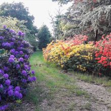 Rhododendren, Azaleen, Obst, Hecken, Sträucher, Bäume