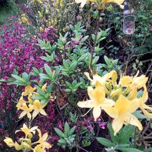 Rhododendren, Azaleen, Obst, Hecken, Sträucher, Bäume