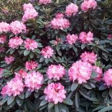 Rhododendren, Azaleen, Obst, Hecken, Sträucher, Bäume