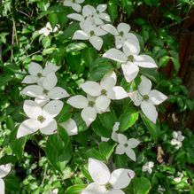 Rhododendren, Azaleen, Obst, Hecken, Sträucher, Bäume