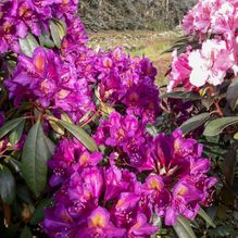 Rhododendren, Azaleen, Obst, Hecken, Sträucher, Bäume