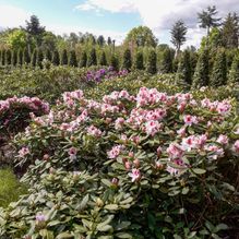 Rhododendren, Azaleen, Obst, Hecken, Sträucher, Bäume