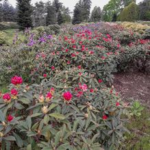 Rhododendren, Azaleen, Obst, Hecken, Sträucher, Bäume