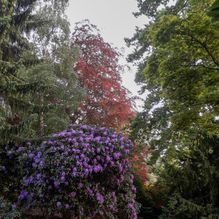 Rhododendren, Azaleen, Obst, Hecken, Sträucher, Bäume