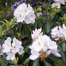 Rhododendren, Azaleen, Obst, Hecken, Sträucher, Bäume