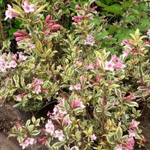 Rhododendren, Azaleen, Obst, Hecken, Sträucher, Bäume