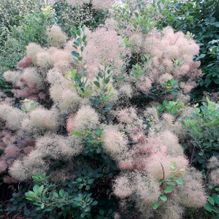 Rhododendren, Azaleen, Obst, Hecken, Sträucher, Bäume