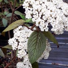 Rhododendren, Azaleen, Obst, Hecken, Sträucher, Bäume