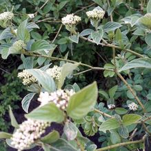 Rhododendren, Azaleen, Obst, Hecken, Sträucher, Bäume