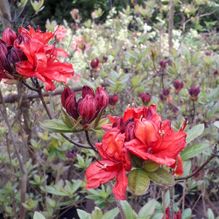 Rhododendren, Azaleen, Obst, Hecken, Sträucher, Bäume