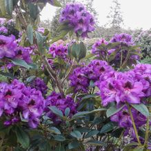 Rhododendren, Azaleen, Obst, Hecken, Sträucher, Bäume