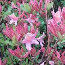 Rhododendren, Azaleen, Obst, Hecken, Sträucher, Bäume